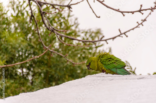 Colorful green Austral Parakeet perched on the snowy roof photo