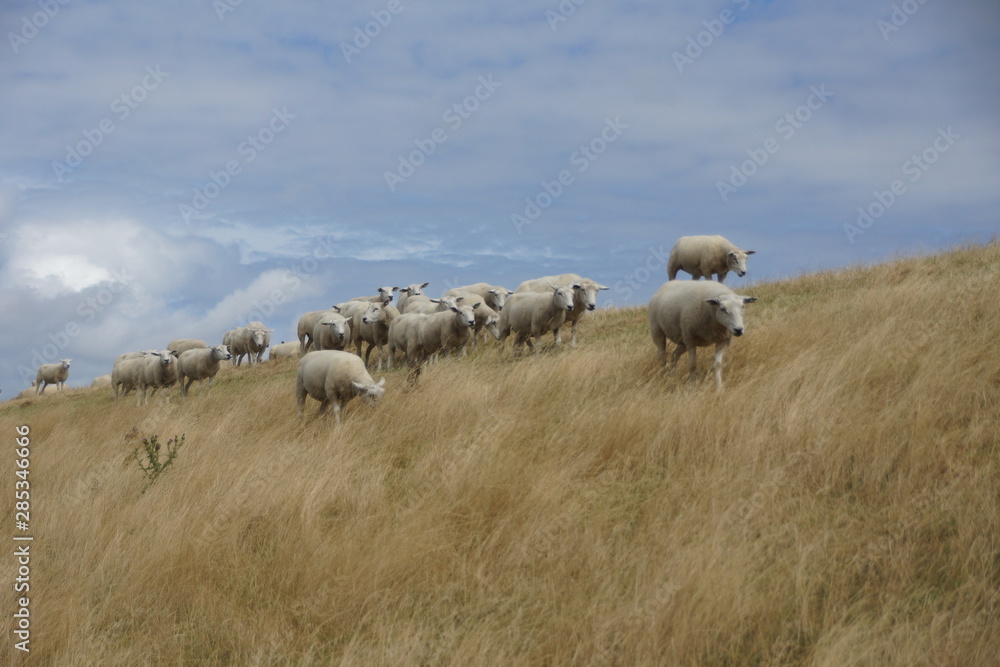 Texel sheep on the dikes along the coast