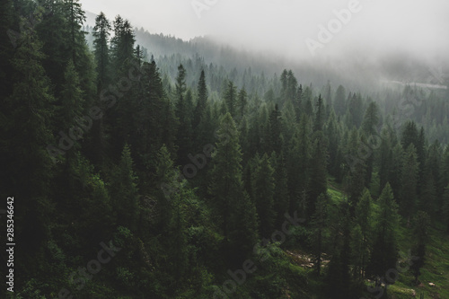 Fototapeta Naklejka Na Ścianę i Meble -  une forêt de sapin dans le brouillard matinal