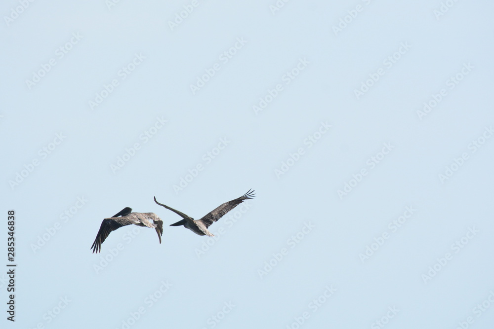 Birds of a Feather Pelicans hunting