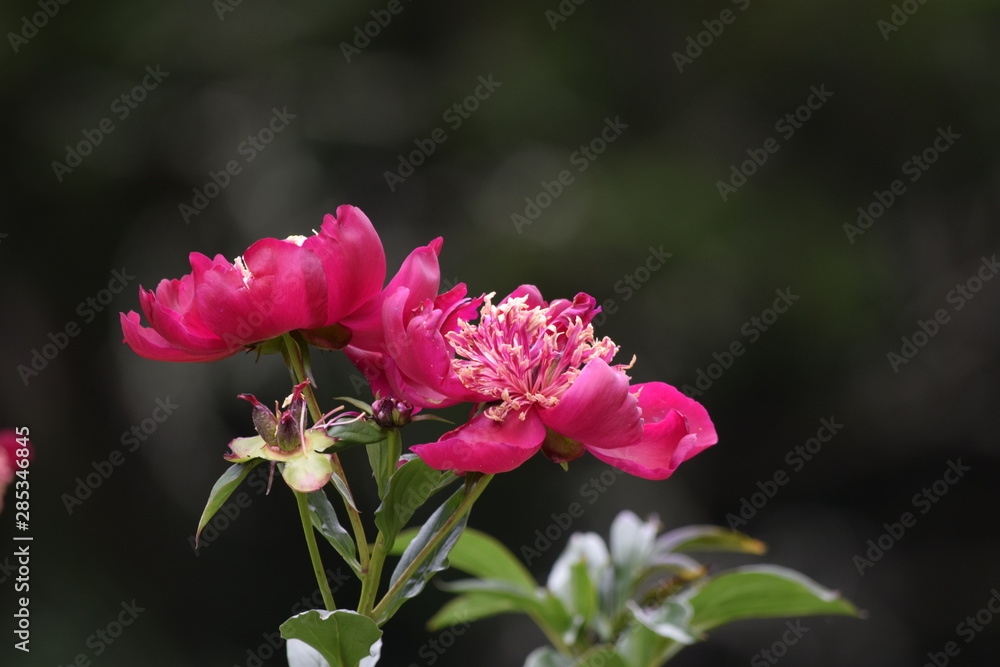 red flowers in garden red flowers in garden