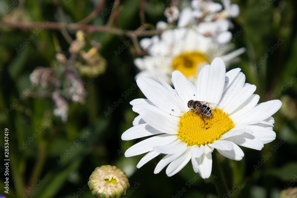 Bee collecting pollen from flowers Bee collecting pollen from flowers