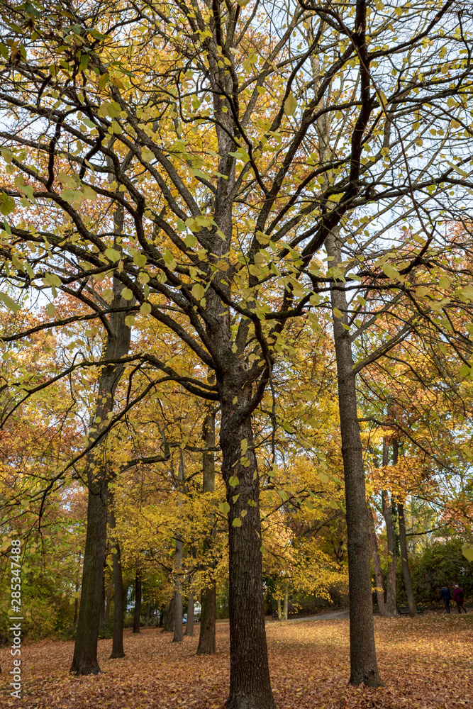 autumn in the park with yellow trees and foliage