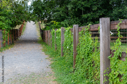 Path through park forest