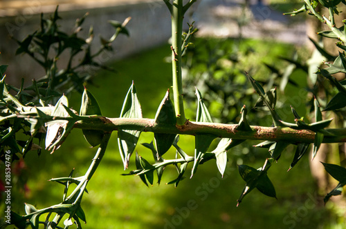 Photography Thorny shrub of Colletia