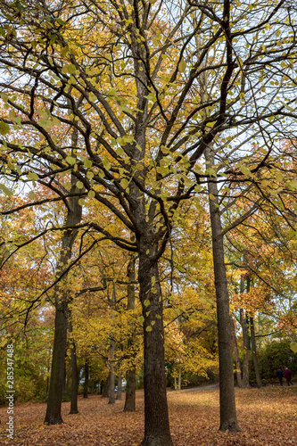 autumn in the park with yellow trees and foliage