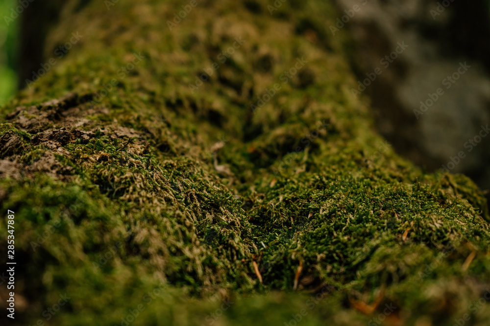 Beautiful closeup of green moss on on tree bark. Beautiful background of moss for wallpaper Beautiful closeup of green moss on on tree bark. Beautiful background of moss for wallpaper