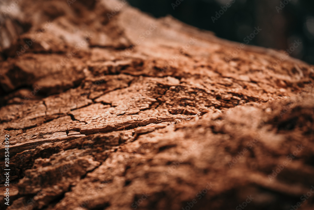 Old dry rotten tree bark texture background Old dry rotten tree bark texture background