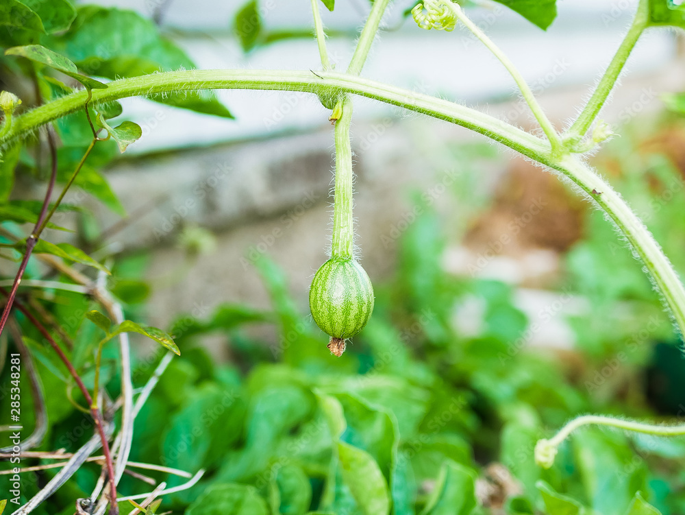 ripening watermelon. A large watermelon grows in a garden with many watermelon vines and leaves spreading across the ground. Just before it is harvested, picked. ripening watermelon. A large watermelon grows in a garden with many watermelon vines and leaves spreading across the ground. Just before it is harvested, picked.