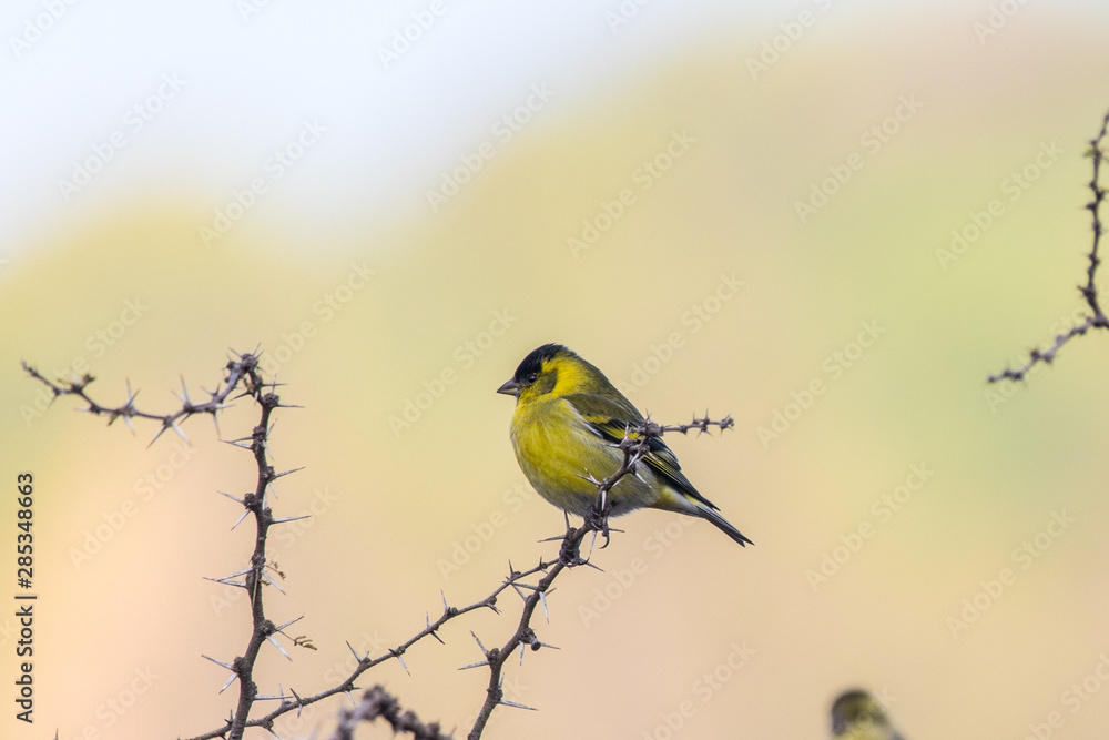 Naklejka premium Jilguero Común