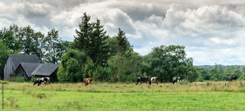 Cows graze in a meadow near the forest and old sheds.