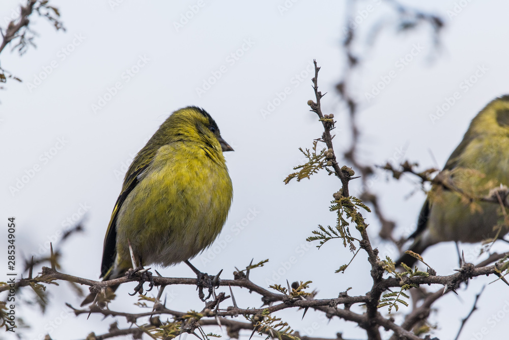 Naklejka premium Jilguero Común