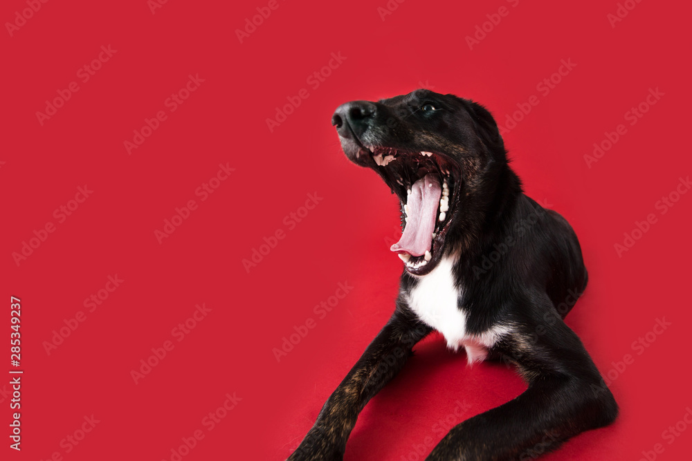 Happy Black Dog on Isolated Red Background