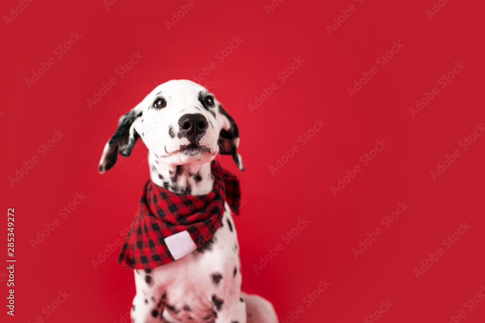 Dalmatian Puppy on Isolated Red Background Dalmatian Puppy on Isolated Red Background
