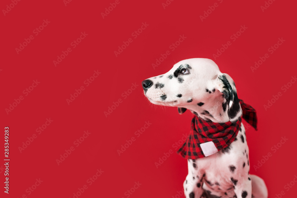 Dalmatian Puppy on Isolated Red Background