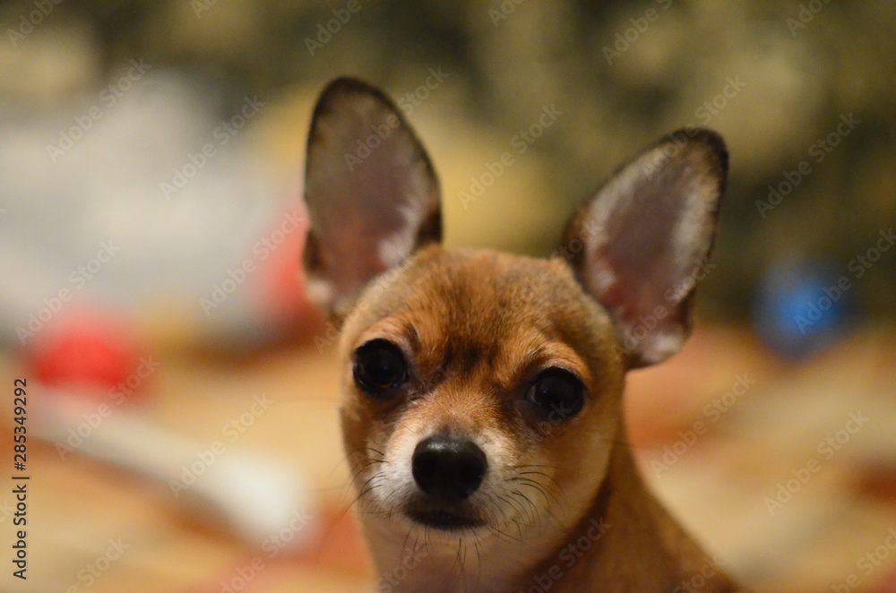 portrait of a chihuahua portrait of a chihuahua