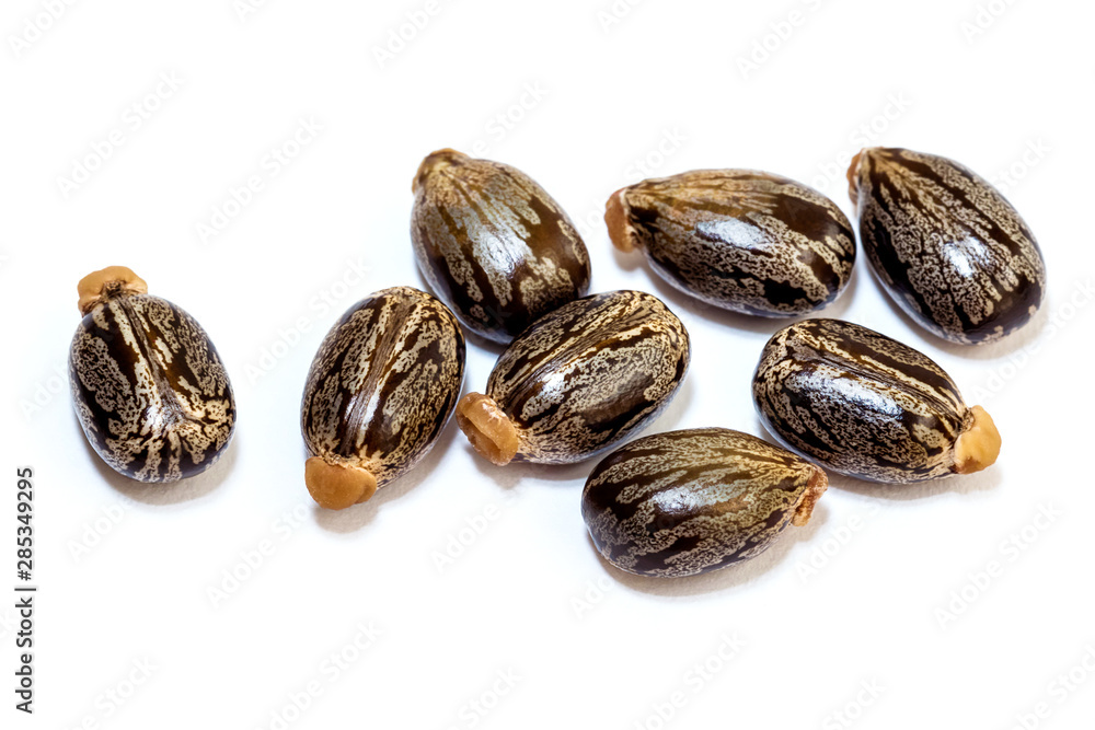 Castor seeds on white background Castor seeds on white background