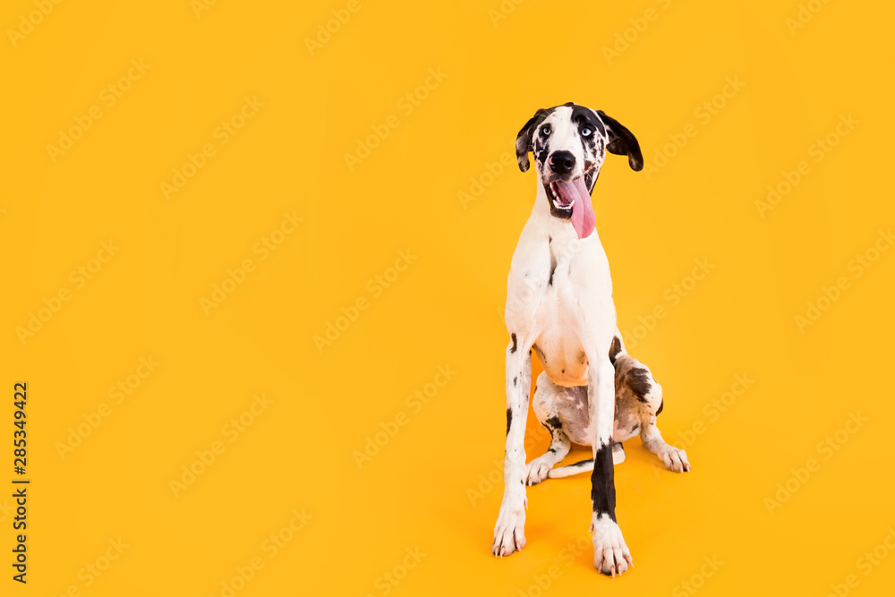 Large Great Dane Dog on Yellow Background - obrazy, fototapety, plakaty 