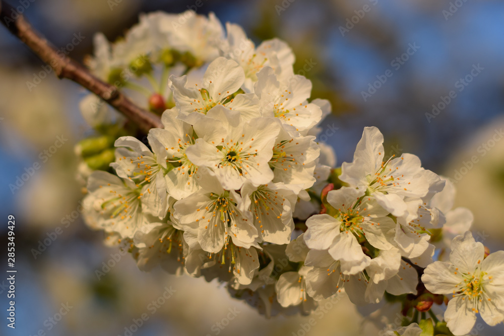 Fototapeta premium Prunus avium Flowering cherry. Cherry flowers on a tree branch