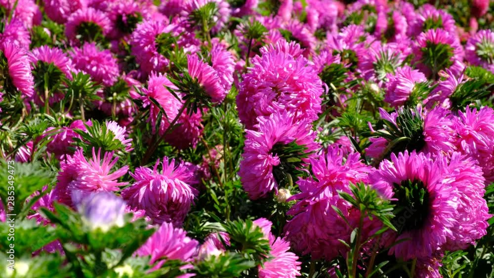 Beautiful summer flower video sketch, blooming asters in the flower bed, shot close-up on a bright sunny day in high resolution 4k Beautiful summer flower video sketch, blooming asters in the flower bed, shot close-up on a bright sunny day in high resolution 4k