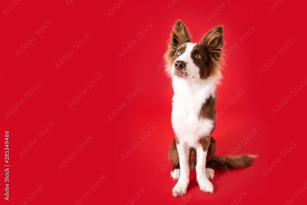 Border Collie Dog on Red Isolated Background - obrazy, fototapety, plakaty 