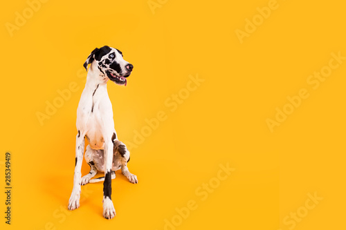 Large Great Dane Dog on Yellow Background