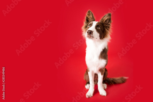 Print op canvas Border Collie Dog on Red Isolated Background