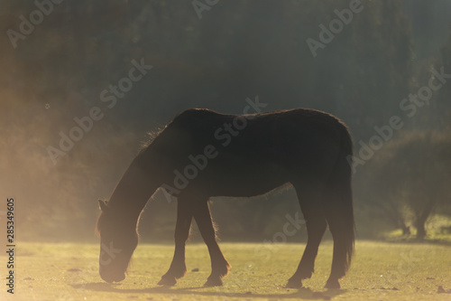 Caballo
