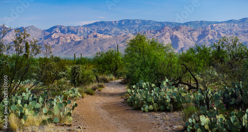 Tableau sur toile Prickly pear cacti, mesquite trees and other desert flora with the Santa Catalin