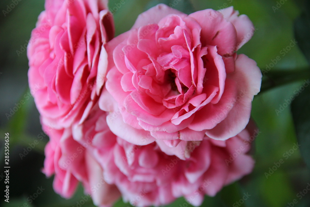 Beautiful Pink rose in garden