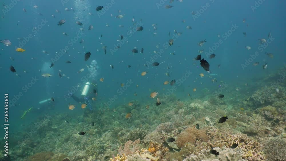 Divers explore the coral reef and look at the fish. Tropical colorful underwater seascape with coral reef. Camiguin, Philippines. Divers explore the coral reef and look at the fish. Tropical colorful underwater seascape with coral reef. Camiguin, Philippines.