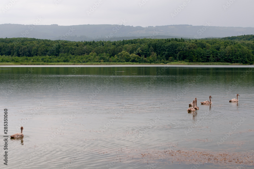 white swans with small swans on the lake white swans with small swans on the lake