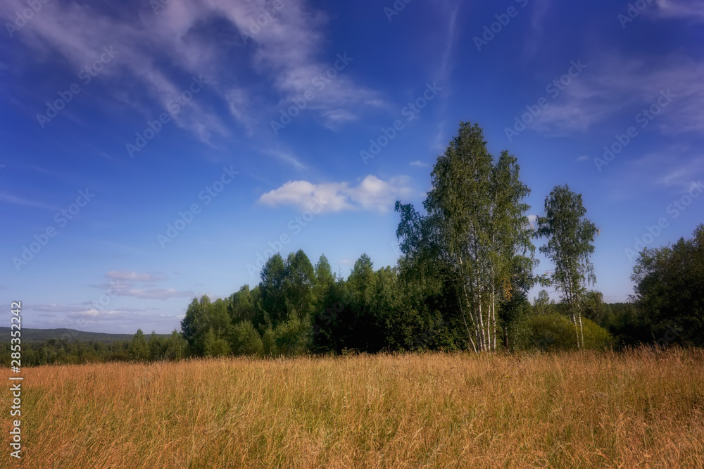 Summer meadow landscape with grass and wild flowers on the background of a forest.