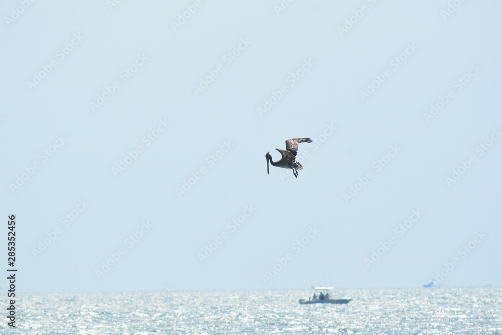Pelicans diving for Dinner