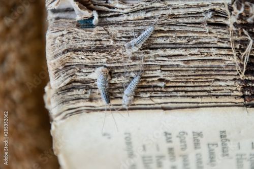 Silverfish three pieces on the torn cover of an old book. Pest books and newspapers. Insect feeding on paper - silverfish photo