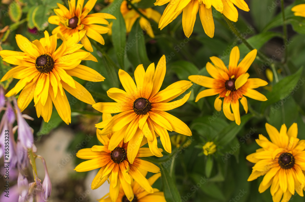 Yellow Rudbeckia coneflowers, black-eyed-susans flowers close-up. Rudbeckia in the garden. Yellow Rudbeckia coneflowers, black-eyed-susans flowers close-up. Rudbeckia in the garden.