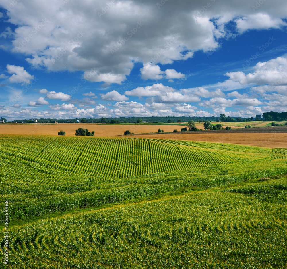 Corn field beautiful landscapes lines