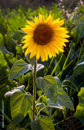 flower of young sunflower separately alone