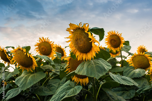 view on sunflower field with cloudly sky
