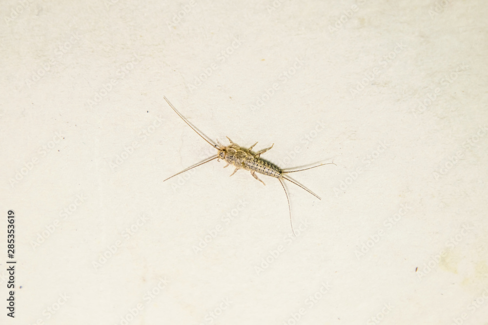 thermobia, Pest books and newspapers. Insect feeding on paper - silverfish, thermobia thermobia, Pest books and newspapers. Insect feeding on paper - silverfish, thermobia