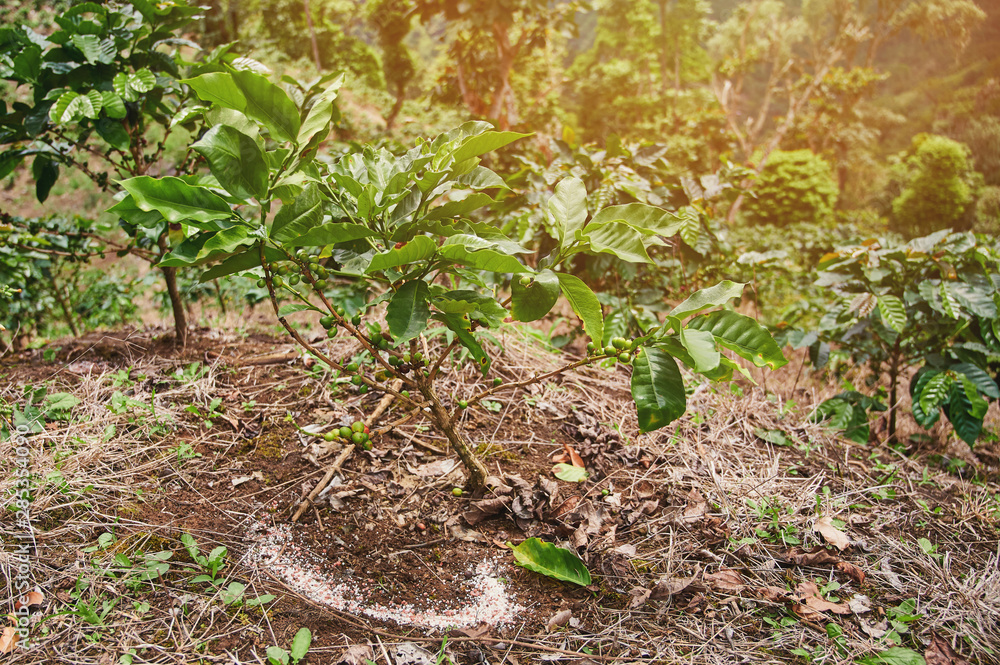 Obraz premium Coffee tree fertilizer theme