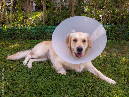 Картината върху платно Golden Retriever with Medical Cone