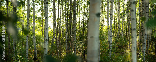 Birkenwald in Finnland   Panorama