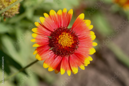 closeup of a flower