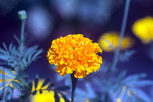 yellow flower