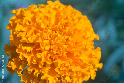 yellow flower