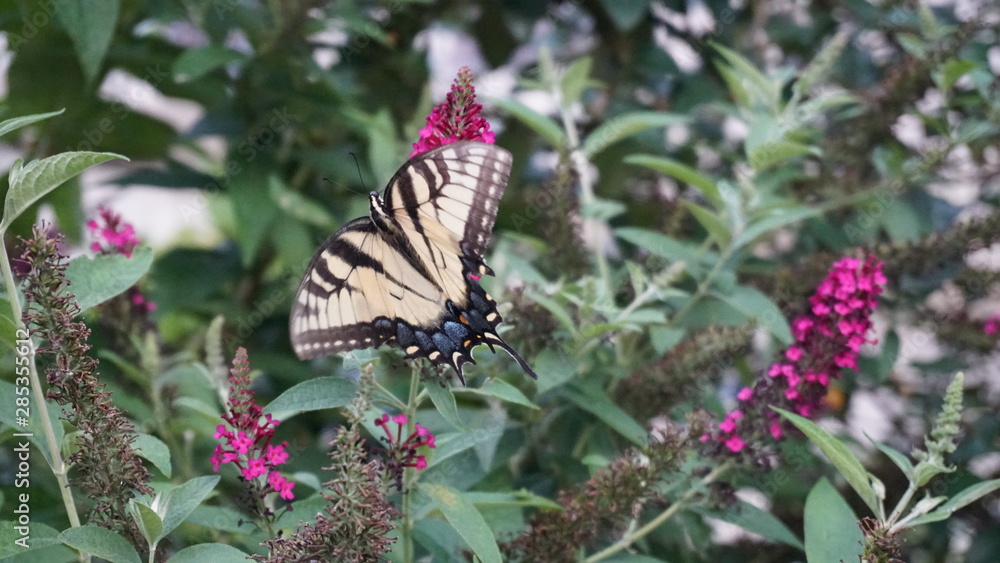 butterfly on a flower