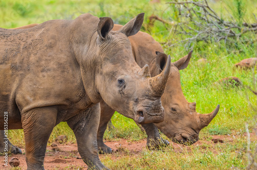 Portrait of cute male bull white Rhino or Rhinoceros in a group