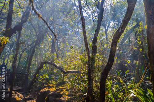 Green rain forest in South Africa