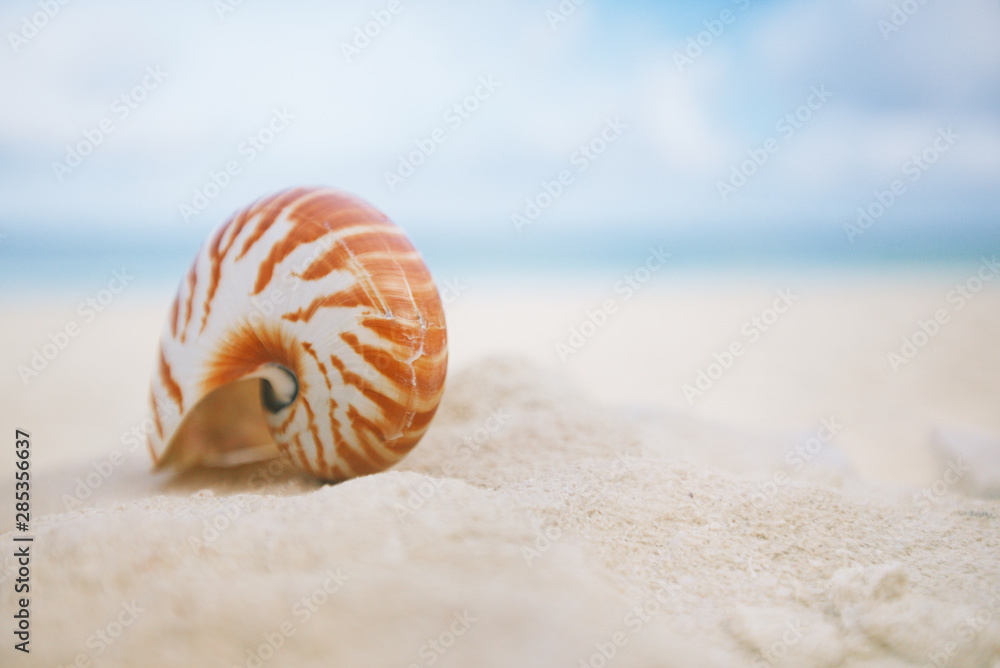 nice and shine sea shell on beach with perfect seascape nice and shine sea shell on beach with perfect seascape